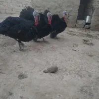 بوقلمون|حیوانات مزرعه|زهک, |دیوار