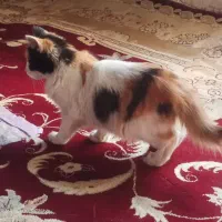 گربه خانگی|گربه|کهریزک, |دیوار