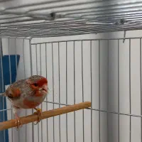 قناری|پرنده|خرم‌آباد, |دیوار