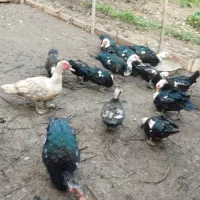 اردک مسکویی