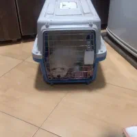 سگ آپارتمانی پودل|سگ|ری, حمزهآباد|دیوار