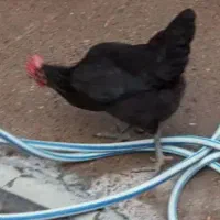 مرغ و خروس لری ولاری اصل اصل