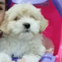 توله سگ شیتزو تریر