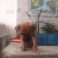 سگ اشپیتز|سگ|اصفهان, کشاورزی|دیوار