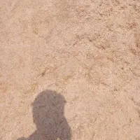 کاه گندم لوکس سر خوشه دیم گونی شده درجه یک همدان|حیوانات مزرعه|اصفهان, جلالیه|دیوار