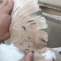 کلاغ کربلایی کله سفید خال زرد کاکل|پرنده|بردسکن, |دیوار