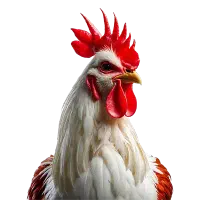 خروس و مرغ