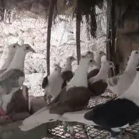 کفترکاکولی اصل|پرنده|شیراز, شهرک مهدی‌آباد|دیوار