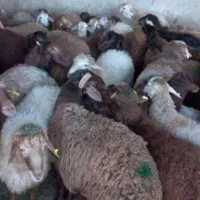 گوسفندصحرا بوده قیمت پایین تر از همه جا بره‌کوهی|حیوانات مزرعه|قم, خاکفرج|دیوار