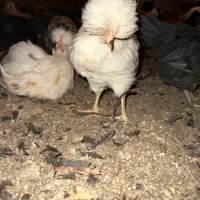 فروش نیمچه مرغ وخروس کاکلی|حیوانات مزرعه|تفت, |دیوار