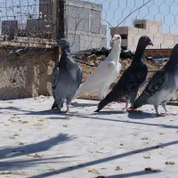 کفتر|پرنده|شیراز, قلعه شاهزاده بیگم|دیوار