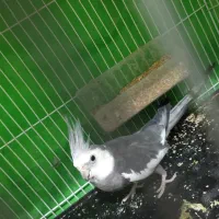 عروس هلندی با تخم و جوجه