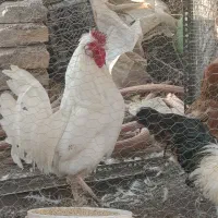 خروس محلی جوان|حیوانات مزرعه|شاندیز, |دیوار