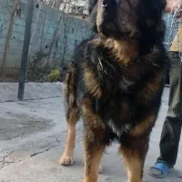 سگ سرابی سنگین وزن