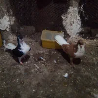 یک جفت ساده