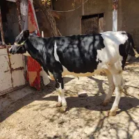 گوساله.تلیسه.گاو