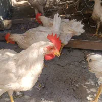 خروس