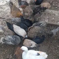 فروش مرغ و خروس و بوقلمون و غاز|حیوانات مزرعه|شیراز, شاپورجان|دیوار