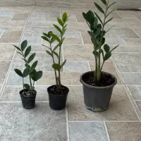 زاموفیلیا سبز