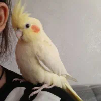 عروس هلندی دستی نر