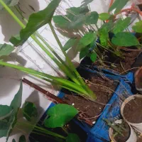 گل باباآدم|گل و گیاه طبیعی|رشت, کوی فکوری|دیوار