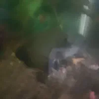 ماهی اسکار|ماهی|مشهد, مقدم|دیوار