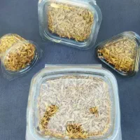 بهار نارنج خالص صادراتی|گل و گیاه طبیعی|نورآباد ممسنی, |دیوار