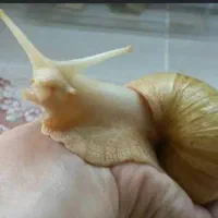 حلزون الیبینو