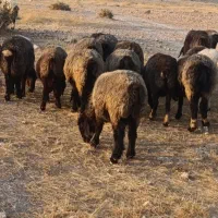 ۳۴راس میش جوان و آبستن و یک راس قوچ