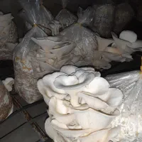 بذر قارچ صدفی فلوریدا از کشت های پربازده