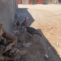 جوجه بوقلمون نر