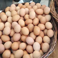 تخم مرغ محلی