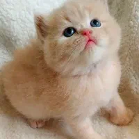 پیشی های تربیت شده/بدون خطای دستشویی