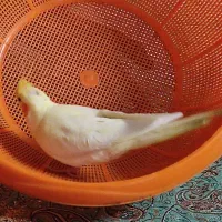 عروس هلندیم گم شده