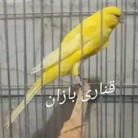 قناری رسمی بلند|پرنده|ری, اقدسیه|دیوار
