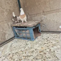 کبوتر طوقی