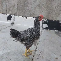 خروس