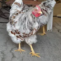 خروس|حیوانات مزرعه|اصفهان, پرتمان|دیوار