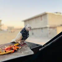 کبوتر|پرنده|یاسوج, |دیوار