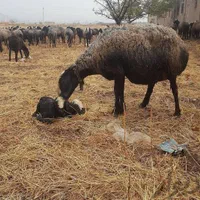 گسفندجهت نگه داشتن