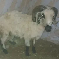 بره