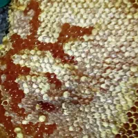 عسل سیاه اصل درمانی