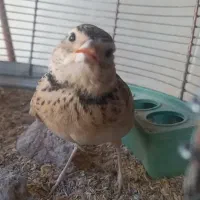 طغرا،سهره،عروس هلندی،گرینچیک،قناری