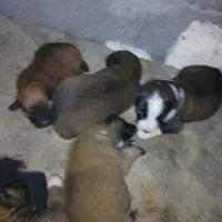 طلای آب شده