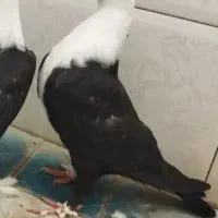 کله سفید نر