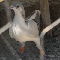 کبوتر
