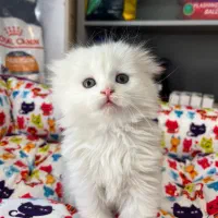 گربه های نژاد دار