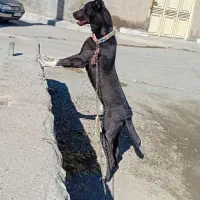 توله سرابی گم شده|حیوانات|دهگلان, |دیوار