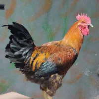 خروس جوان