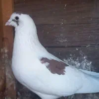 ۳عدد گرفتن|پرنده|شیراز, کوشک میدان|دیوار